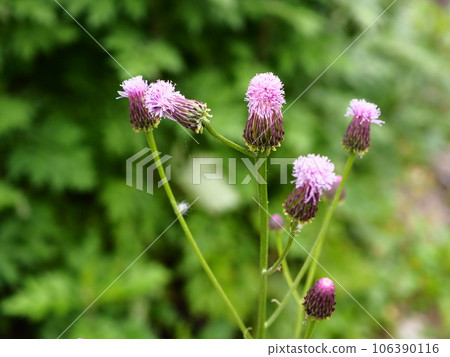 Fox thistle flowers blooming on the Arakawa riverbed in spring 106390116