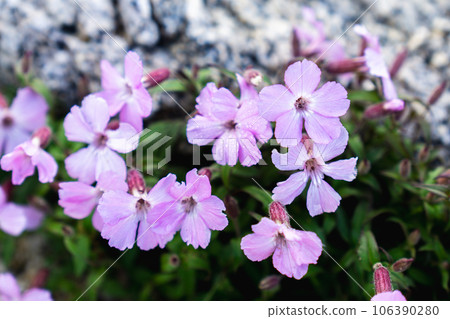 山梨縣南阿爾卑斯鳳凰城三山山脊線上盛開的高根birangi 106390280