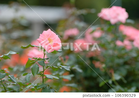 Kalinka pink rose Kalinka pink rose 106390329