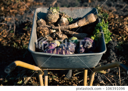 parsnips  kohlrabi celery in a dray in autumn field 106391096