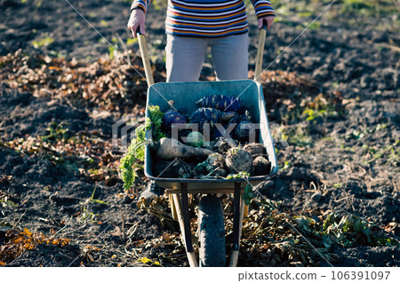 parsnips  kohlrabi celery in a dray in autumn field 106391097