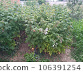 Photo of raspberries in garden. Village countryside field plant. 106391254