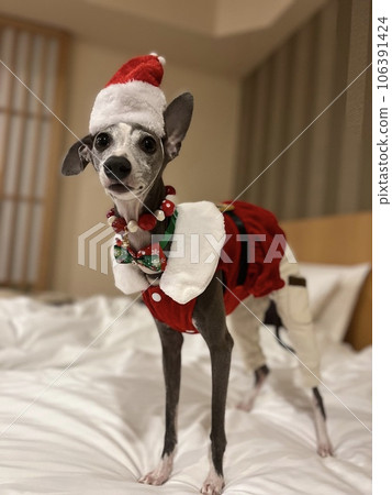 Italian greyhound in Christmas costume 106391424