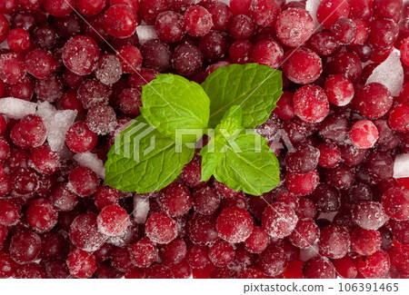 Frozen Lingonberry, Iced Cowberry, Snow Cranberry, Red Viburnum Berries, Frozen Lingonberry Frozen Lingonberry, Iced Cowberry, Snow Cranberry, Red Viburnum Berries, Frozen Lingonberry 106391465