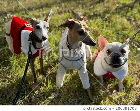 穿著聖誕服裝的意大利灰狗和法國鬥牛犬 4 穿著聖誕服裝的意大利灰狗和法國鬥牛犬 4 106391708