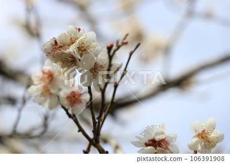 Ancient capital Akizuki/Hina Meguri, Akizuki, Asakura City, Fukuoka Prefecture 106391908