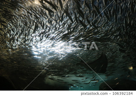 山口下關下關市下關水族館Kaikeikan 106392184