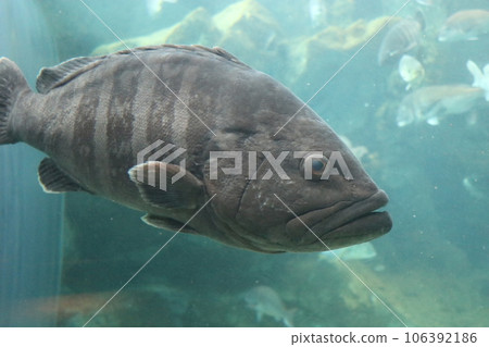 山口下關下關市下關水族館Kaikeikan 106392186
