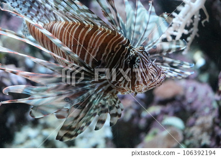 山口下關下關市下關水族館Kaikeikan 山口下關下關市下關水族館Kaikeikan 106392194