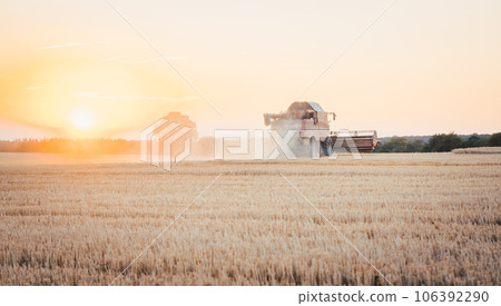 Combine harvester harvesting wheat during sunset Combine harvester harvesting wheat during sunset 106392290