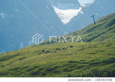 Idyllic landscape in the mountains with cows grazing in fresh green meadows between blooming flowers, typical farmhouses and snowcapped mountain tops Idyllic landscape in the mountains with cows grazing in fresh green meadows between blooming flowers, typical farmhouses and snowcapped mountain tops 106392506