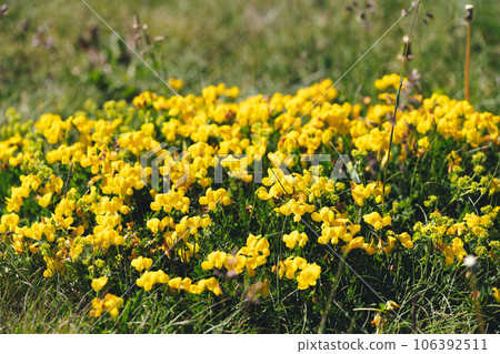 Spanish gorse or Carqueixa, Genista tridentata pea-like yellow flowers. The blossoming genista Spanish, Spanish broom Spanish gorse or Carqueixa, Genista tridentata pea-like yellow flowers. The blossoming genista Spanish, Spanish broom 106392511