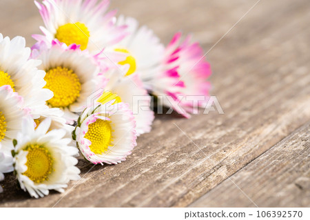 Chamomile garden, white flowers of German chamomile daisy 106392570