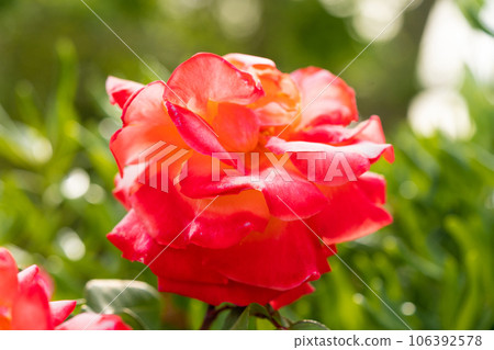 Rose flower in the garden of roses, English roses Rose flower in the garden of roses, English roses 106392578