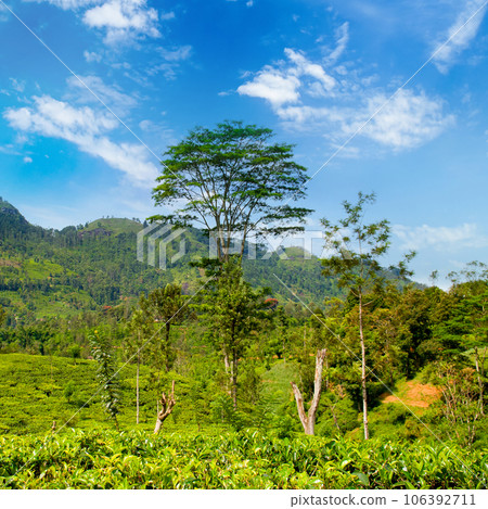 Tea plantation on the slopes of the mountains and a beautiful sky. 106392711