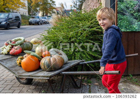 Cute adorable little blond kid boy enjoy having fun hold big rusty wheelbarrow full of many different pumpkin vegetable at country farm home backyard. Autumn seasonal vegetable harvest fest Cute adorable little blond kid boy enjoy having fun hold big rusty wheelbarrow full of many different pumpkin vegetable at country farm home backyard. Autumn seasonal vegetable harvest fest 106393262