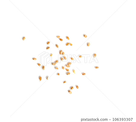 Wheat Grains, Barley Pile, Dry Cereal Seeds, Wheat Grains Heap on White Wheat Grains, Barley Pile, Dry Cereal Seeds, Wheat Grains Heap on White 106393307