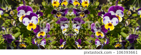 Purple Violet Pansies, Tricolor Viola Close up, Flowerbed with Viola Flowers, Heartsease, Johnny Jump 106393661