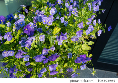 Purple Violet Pansies, Tricolor Viola Close up, Flowerbed with Viola Flowers, Heartsease, Johnny Jump 106393665