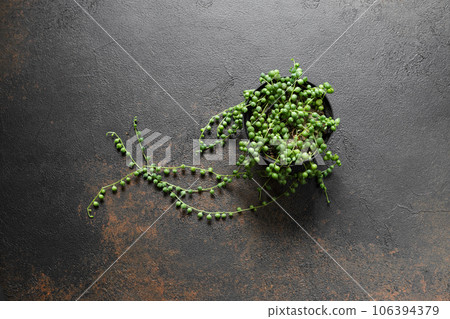 Senecio Rowleyanus or String of Pearls Plant Senecio Rowleyanus or String of Pearls Plant 106394379