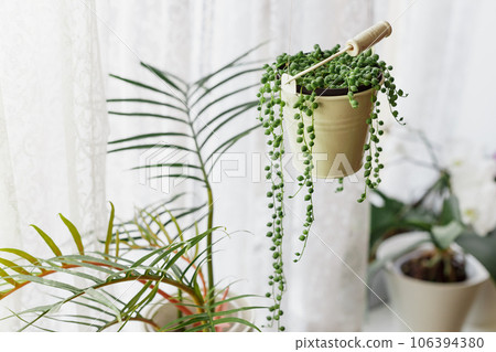 Senecio Rowleyanus Plant in a White Hanging Pot 106394380