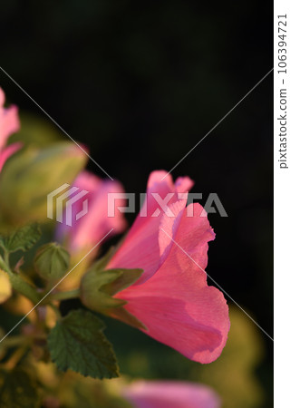 Pink mallow flowers in the sun in summer. Malvaceae. 106394721