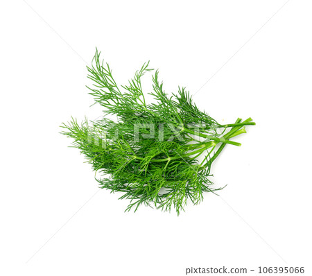 Dill sprig isolated. Fresh fennel twig, herb plant closeup, macro photo of fragrant dill twig Dill sprig isolated. Fresh fennel twig, herb plant closeup, macro photo of fragrant dill twig 106395066