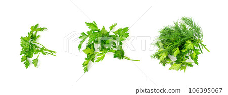 Fresh Parsley leaf Isolated, Cilantro Leaves, Raw Garden Parsley Twig, Chervil Sprig, Corriender Leaves 106395067