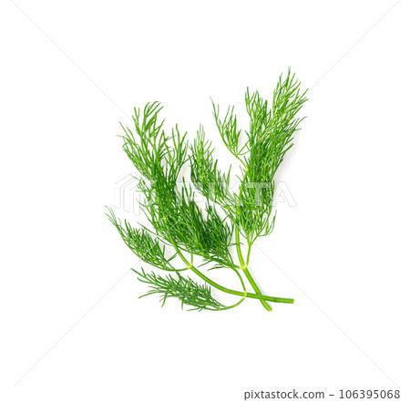Dill sprig isolated. Fresh fennel twig, herb plant closeup, macro photo of fragrant dill twig 106395068