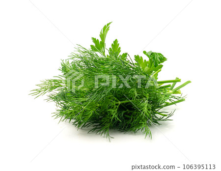 Fresh Parsley leaf Isolated, Cilantro Leaves, Raw Garden Parsley Twig, Chervil Sprig, Corriender Leaves Fresh Parsley leaf Isolated, Cilantro Leaves, Raw Garden Parsley Twig, Chervil Sprig, Corriender Leaves 106395113