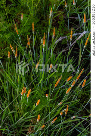 Close up of a meadow of blooming orange Alopecurus aequalis, a common species of grass known as shortawn foxtail or orange foxtail 106395210