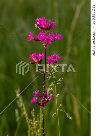 Silene viscaria, Viscaria vulgaris, Caryophyllaceae. Wild plant shot in summer Silene viscaria, Viscaria vulgaris, Caryophyllaceae. Wild plant shot in summer 106395215