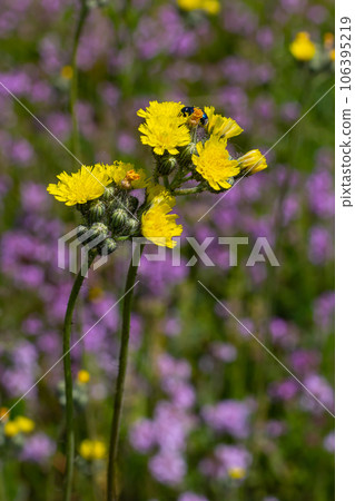 Bright yellow Pilosella caespitosa or Meadow Hawkweed flower, close up. Hieracium pratense Tausch or Yellow King Devil is tall, flowering, wild plant, growing in the abandoned grasslands or roadsides Bright yellow Pilosella caespitosa or Meadow Hawkweed flower, close up. Hieracium pratense Tausch or Yellow King Devil is tall, flowering, wild plant, growing in the abandoned grasslands or roadsides 106395219