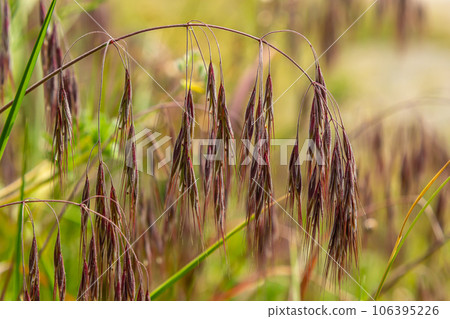 The plant Bromus sterilis, anysantha sterilis, or barren brome belongs to the Poaceae family at the time of flowering. wild cereal plant Bromus sterilis, anysantha sterilis 106395226