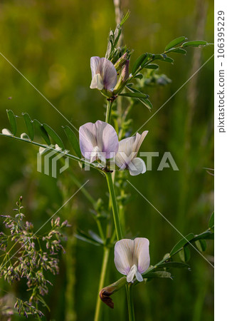 Vicia lutea - smooth yellow vetch. Spring wildflowers on a sunny day in the meadow 106395229