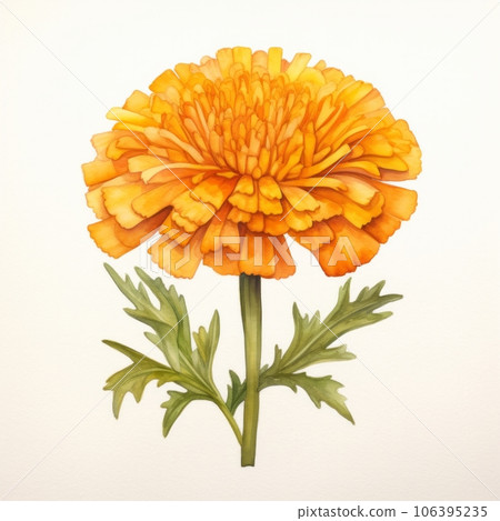 Orange yellow watercolour marigold cempasuchil tagetes flower illustration on white background. Generative AI Orange yellow watercolour marigold cempasuchil tagetes flower illustration on white background. Generative AI 106395235