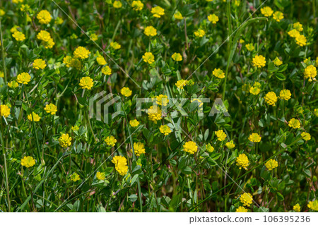 Trifolium campestre or hop trefoil flower, close up. Yellow or golden clover with green leaves. Wild or field clover is herbaceous, annual and flowering plant in the bean or legume family Fabaceae Trifolium campestre or hop trefoil flower, close up. Yellow or golden clover with green leaves. Wild or field clover is herbaceous, annual and flowering plant in the bean or legume family Fabaceae 106395236