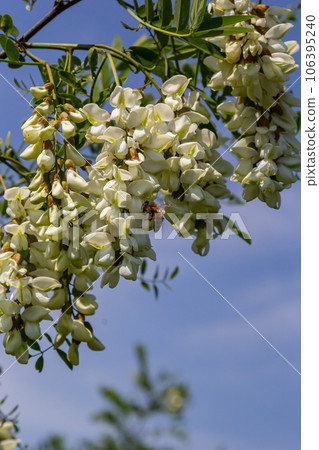 Abundant flowering acacia branch of Robinia pseudoacacia, false acacia, black locust close-up. Source of nectar for tender but fragrant honey. Locust tree blossom - Robinia pseudoacacia 106395240