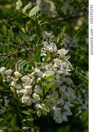 Abundant flowering acacia branch of Robinia pseudoacacia, false acacia, black locust close-up. Source of nectar for tender but fragrant honey. Locust tree blossom - Robinia pseudoacacia Abundant flowering acacia branch of Robinia pseudoacacia, false acacia, black locust close-up. Source of nectar for tender but fragrant honey. Locust tree blossom - Robinia pseudoacacia 106395242
