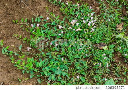 Field bindweed or Convolvulus arvensis European bindweed Creeping Jenny Possession vine herbaceous perennial plant with open and closed white flowers surrounded with dense green leaves Field bindweed or Convolvulus arvensis European bindweed Creeping Jenny Possession vine herbaceous perennial plant with open and closed white flowers surrounded with dense green leaves 106395271