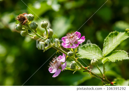 Soft pink blackberry flowers and buds in spring - Rubus fruticosus 106395292