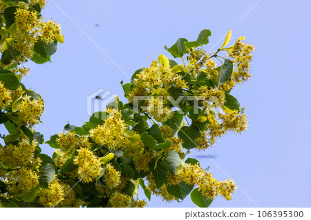 Tilia cordata linden tree branches in bloom, springtime flowering small leaved lime, green leaves in spring daylight Tilia cordata linden tree branches in bloom, springtime flowering small leaved lime, green leaves in spring daylight 106395300