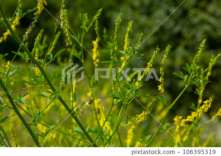 Flowers of Melilotus officinalis is on bright summer background. Blurred background of yellow - green. Shallow depth of field 106395319