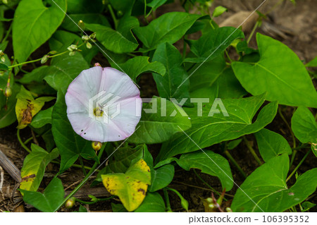 Field bindweed or Convolvulus arvensis European bindweed Creeping Jenny Possession vine herbaceous perennial plant with open and closed white flowers surrounded with dense green leaves Field bindweed or Convolvulus arvensis European bindweed Creeping Jenny Possession vine herbaceous perennial plant with open and closed white flowers surrounded with dense green leaves 106395352