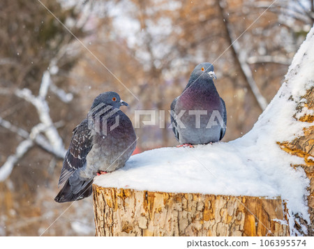 Two pigeons sitting on a branch with snow in winter. Two pigeons sitting on a branch with snow in winter. 106395574
