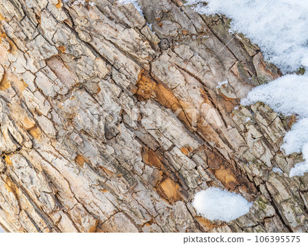 The texture of the bark of an old apple tree with snow in winter The texture of the bark of an old apple tree with snow in winter 106395575
