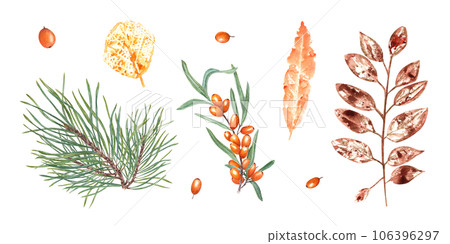 Colorful autumn leaves imprints, orange berries, pine branch. Set of fall dry leaves, sea buckthorn, fir, spruce. Watercolor illustration isolated on white background. For prints, cards design 106396297
