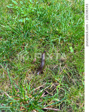 A slug on green grass. Top view. High quality photo A slug on green grass. Top view. High quality photo 106396343