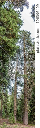 panoramic of a fully grown pine coniferous tree in Crater Lake National Park, Oregon. panoramic of a fully grown pine coniferous tree in Crater Lake National Park, Oregon. 106396409