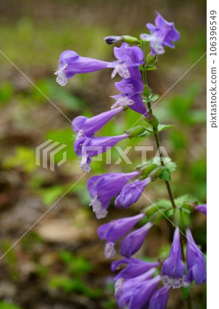 4935 Lashomon chassula 4935 Lashomon chassula 106396549